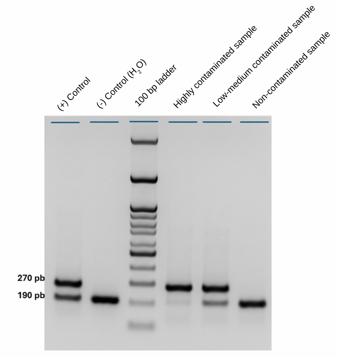 LUPRIMA agarose gel showing positive and negative controls, DNA ladder, contaminated samples and a non-contaminated sample